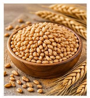 Gehu (Wheat)
